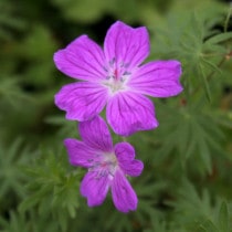 山野草（植物名別）,ア行 | 四国ガーデン株式会社