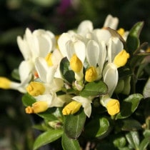 �ڻ��������֥ȥ���ҥ�ϥ�