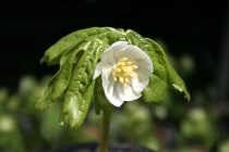 �ڻ�����ۥ���ꥫȬ��ϡ