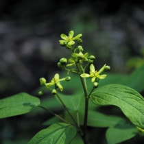 �ڻ�����ۥ륤�襦�ܥ���