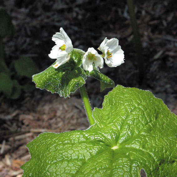 山野草】サンカヨウ | | 山野草（科名別）,メギ科 | 四国ガーデン株式会社