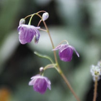 �ڻ�����ۥ����꥽���ֻ羮Į��