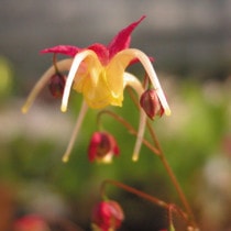 �ڻ�����ۥ����꥽�����̵��ޡ�