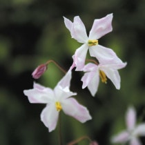 �ڻ�����ۥ����꥽���ֽ�������