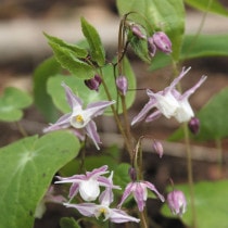 �ڻ�����ۥ����꥽�����뼯��