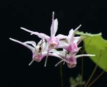 �ڻ�����ۥ����꥽����ðĺ��