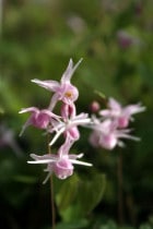 �ڻ�����ۥ����꥽���ֱ�������