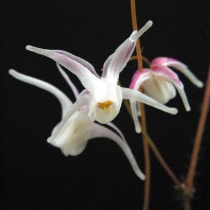 �ڻ�����ۥ����꥽���ֱ����