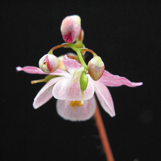 山野草】イカリソウ「春霞」 | | 山野草（科名別）,メギ科-イカリソウ