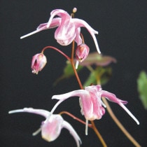 �ڻ�����ۥ����꥽���֥�������åȡ�