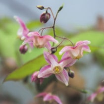 �ڻ�����ۥ����꥽���֥��������ȥϡ��ȡ�