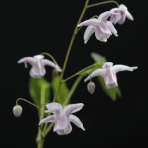 �ڻ�����ۥ����꥽���ֽ鲻��