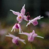 �ڻ�����ۥ����꥽���ֽպס�