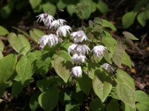 �ڻ�����ۥ����꥽���ֶ̲�ð��