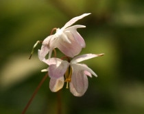 �ڻ�����ۥ����꥽���֥ѥ����