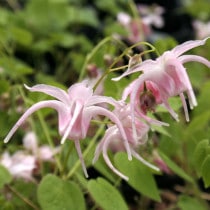 �ڻ�����ۥ����꥽�����־����