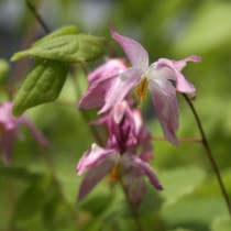 �ڻ�����ۥ����꥽���ֻ罽����