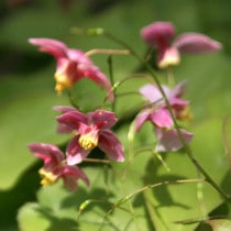 �ڻ�����ۥ����꥽���֥����꡼������ȡ�