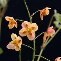 �ڻ�����ۥ����꥽���֥���󥸡����������