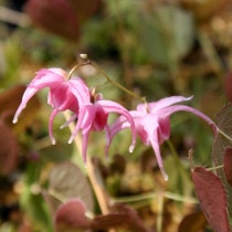 �ڻ�����ۥ����꥽���־彣����