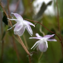 �ڻ�����ۥ����꥽���־����