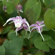 �ڻ�����ۥ����꥽����������