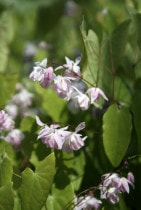 �ڻ�����ۥ����꥽���������߲֡�