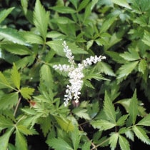 �ڻ�����ۥ����ꥷ�祦��