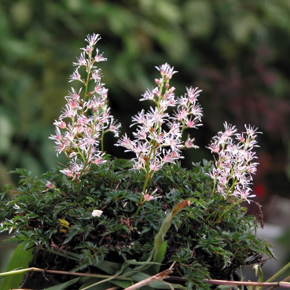 山野草】屋久島ショウマ | | 山野草（科名別）,ユキノシタ科 | 四国
