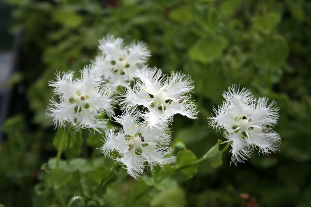 山野草】シラヒゲソウ | | 山野草（科名別）,ユキノシタ科 | 四国