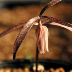 山野草　コバイモ　（１５本立） コバイモの異常: 彩の華日記