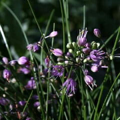 山野草】ヤマラッキョウ | | 山野草（科名別）,ユリ科 | 四国ガーデン