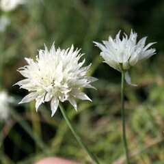 山野草　超希少純白花　エゾツツジ　A 山野草 超希少白花 エゾツツジ 大株E エゾツツジ（ツツジ科