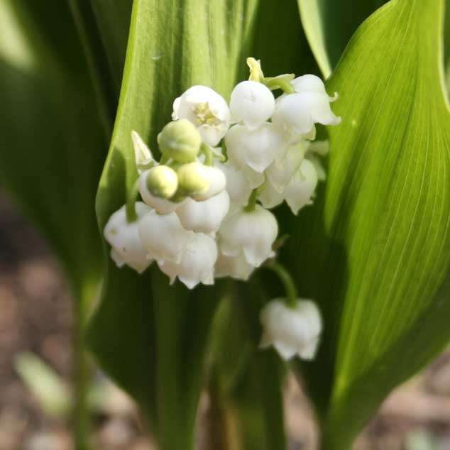 スズラン 白い花 春に開花　３０株 スズラン×30｜商品案内｜株式会社アスカ商会