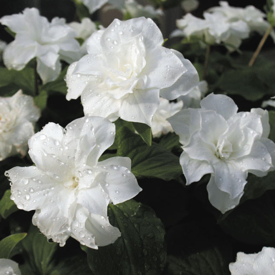 山野草】八重咲大輪エンレイソウ | | 山野草（科名別）,ユリ科