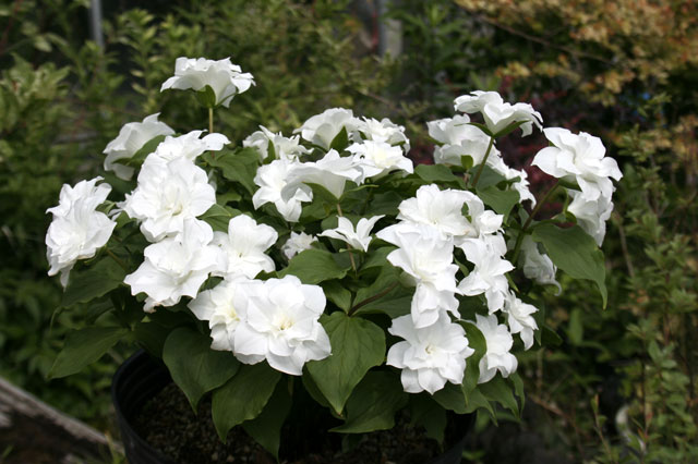 山野草　濃色八重咲きシラネアオイ　実生４年3個とコジマエンレイソウ２個のセット 山野草 濃色八重咲きシラネアオイ 実生4年3個とコジマ