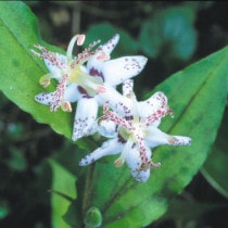 山野草（植物名別）,ヤ行 | 四国ガーデン株式会社