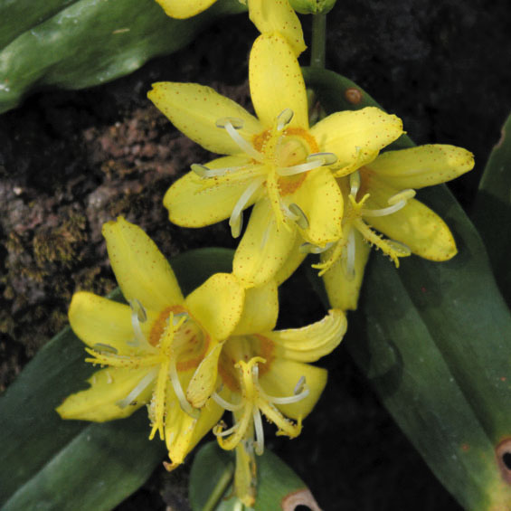 山野草　超希少純白花　エゾツツジ　B 山野草 超希少白花 エゾツツジ 大株E エゾツツジ（ツツジ科