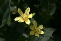 �ڻ�����2025ǯ�ơ����ָ����ߡۥ������ޥۥȥȥ��� 3���9cm�˥ݥå�