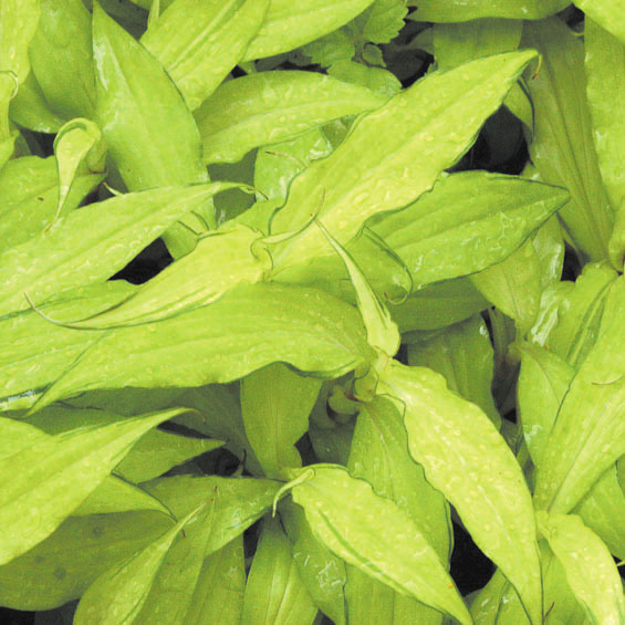 �ڻ�����2026ǯ�ơ����ָ����ߡۥ��ĥޥۥȥȥ����ֿ�̵��� 3���9cm�˥ݥå�