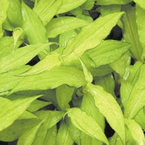 �ڻ�����2025ǯ�ơ����ָ����ߡۥ��ĥޥۥȥȥ����ֿ�̵��� 3���9cm�˥ݥå�