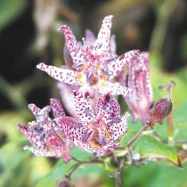 山野草マニアックス 31 山野草（植物名別） | 四国ガーデン株式会社