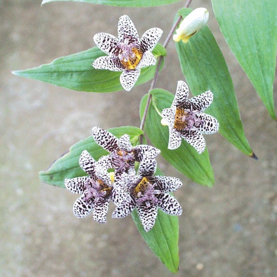 山野草 2026年夏～開花見込み】コハクジョウロウホトトギス 3号（9cm