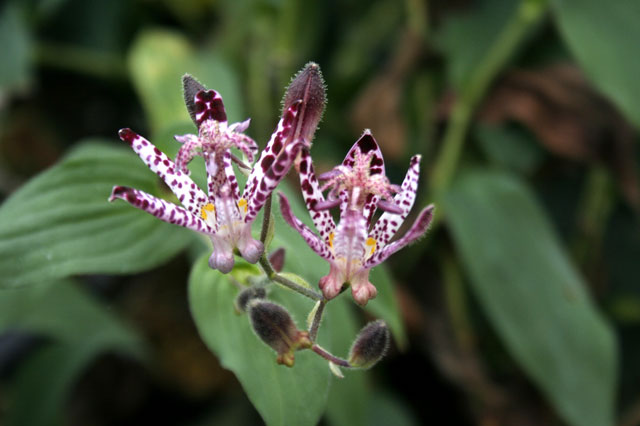 山野草 2025年夏～開花見込み】ホトトギス「東雲」 3号（9cm）ポット