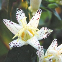 �ڻ�����2026ǯ�ơ����ָ����ߡۥۥȥȥ�����ŷ����� 3���9cm�˥ݥå�