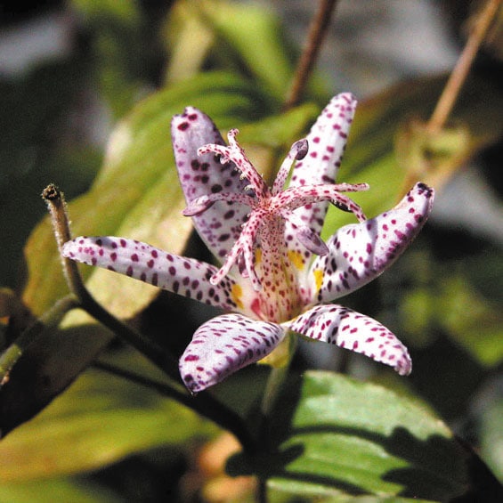 ホトトギス　 3, 5, 6, 7, 8 松山版　その他セット　日本近代文学館 ホトトギス 3, 5, 6, 7, 8 松山版 その他セット 日本近代文学館