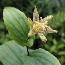 �ڻ�����2025ǯ�ơ����ָ����ߡۥ��ޥ���ۥȥȥ��� 3���9cm�˥ݥå�