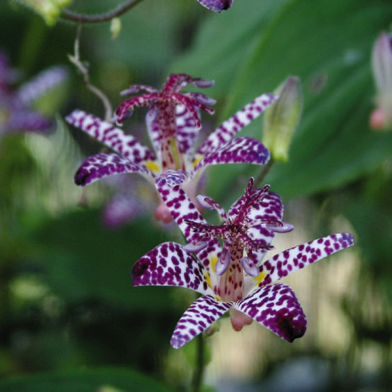 山野草 2025年夏～開花見込み】ホトトギス「満天の星」 3号（9cm