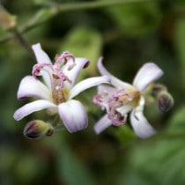 山野草（植物名別） | 四国ガーデン株式会社