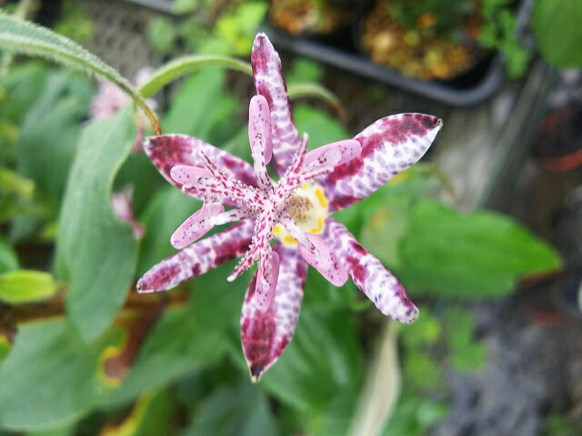 �ڻ�����2025ǯ�ơ����ָ����ߡۥۥȥȥ��������̡� 3���9cm�˥ݥå�